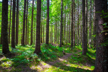 Forest.