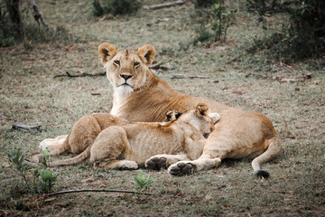 Fototapeta na wymiar Lions family made up of their mother and children in Masai Mara, Africa