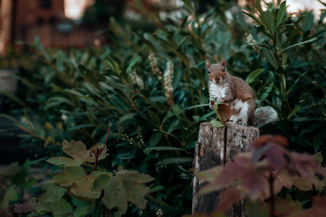 little squirrel on top of a tree trunk
