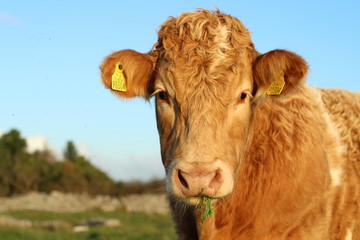 Portrait of young Charolais breed bullock with grass in mouth, in sunlight on Autumn day on...