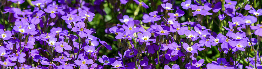 Fototapeta na wymiar Small purple flower groundcover, Purple Rock Cress, as a nature background 