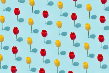 Creative layout made of spring tullip flowers. Nature background. Season minimal pattern.