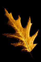 Dried fallen leaf close up as an autumn symbol. Golden  single oak leaf isolated on a black background