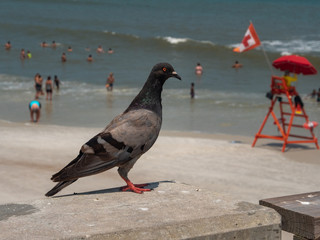 Pigeon hanging out on pier at the beach by the lifeguard stand