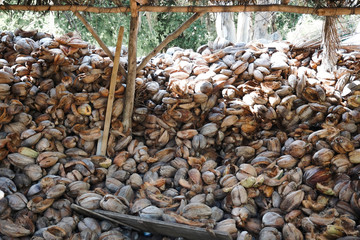 Organic remains of coconuts in Seychelles