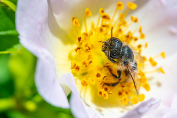 A Honeybee (Apis) collecting pollen from rose blossom and cleaning its face from pollen.