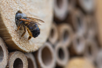 A Honeybee (Apis) inspecting an insect hotel´s vacancies.