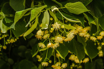 Linden flowers in the treetops 