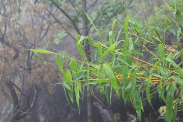 green grass and water drops