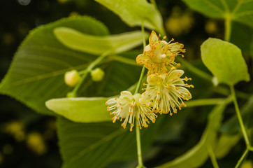 Linden flowers in the treetops 