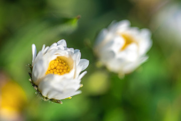 Bellis perennis, english daisies are opening their blossoms toward the first warm rays of the spring sun.