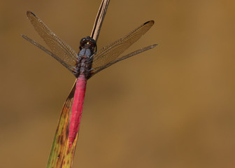 pink purple violet dragon fly as example of Lao´s wild insect fauna