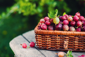 Harvest. Ripe red gooseberry  in a wicker basket in the garden on a Sunny summer day. Natural dessert.