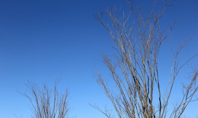 木と青空