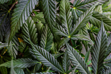 Fototapeta na wymiar Cannabis flower underneath grow lights, Grown by TKO Reserve,.Cannabis Sativa Leaves On Dark - Medical Legal Marijuana