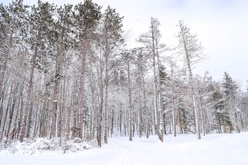 forest in winter