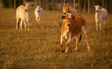 Obraz na płótnie Canvas herd on pasture on a beautiful evening..