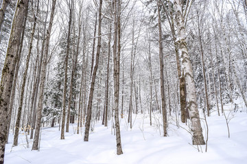 Snow Covered Trees