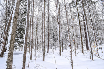 Snow Covered Trees