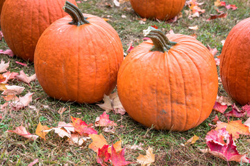 Pumpkins in a grassy field covered in fallen leaves in a farmers market. Halloween background.