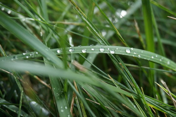 Grass after the rain