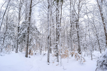 Fototapeta premium snow covered trees