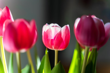 Red tulip sunslight from behind