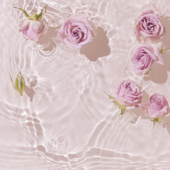 Summer scene with pink rose flowers in water. Sun and shadows. Minimal nature background. - obrazy, fototapety, plakaty