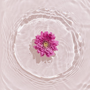 Summer scene with pink daisy flower in water. Sun and shadows. Minimal nature background.