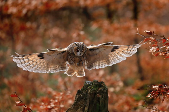 Bird in flight. Long-eared owl (Asio otus) landing on rotten stump in colorful orange forest. Autumn in nature. Bird of prey in beech forest with red leaves. Wildlife photo from nature.