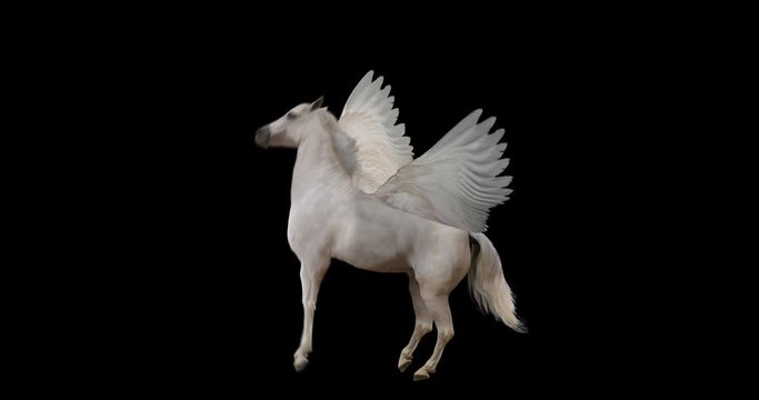 Pegasus and winged Unicorn rearing realistic animation. Isolated animal video including alpha channel allows to add background in post-production. Element for visual effects.