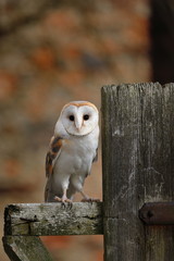 Barn owl (Tyto alba) perched on old wooden rural fence in front of ramshackle country cottage. Bird...