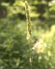 Fototapeta premium Spider web