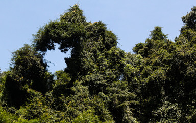 natural gateway formed by tropical plant bushes in southeast asia