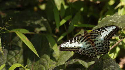 Fototapeta na wymiar multicolored butterfly as example of Lao´s wild fauna