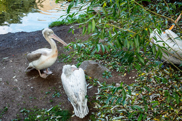 Pelicans at the pond of the Moscow zoo