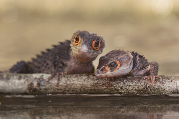 Crocodile skink from indonesia