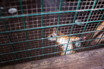 Obraz premium Fluffy squirrel on the bars of the cage in the zoo