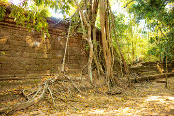 A beautiful view of Ta Phrom temple at Siem Reap, Cambodia.