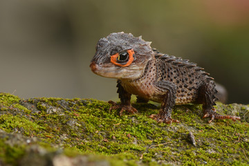 Crocodile skink from indonesia