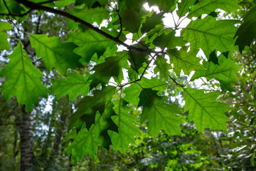 Fototapeta na wymiar Green oak leaves on branches
