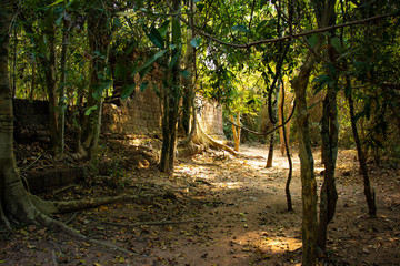 A beautiful view of Ta Phrom temple at Siem Reap, Cambodia.