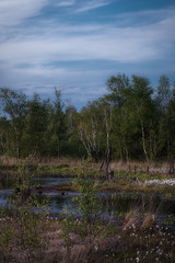 Moorlandschaft mit blühendem Wollgras