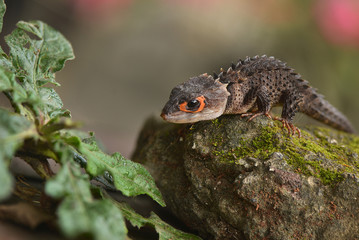 Crocodile skink from indonesia