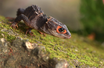 Crocodile skink from indonesia