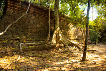 A beautiful view of Ta Phrom temple at Siem Reap, Cambodia.