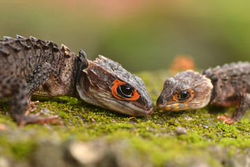 Crocodile skink from indonesia
