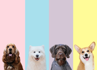 different breeds of dogs on the same background. The mood of the animals. Happy dogs are friends.
Dog show. Drathar, English Cocker Spaniel, Samoyed, Welsh Corgi on an isolated background