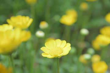 Obraz premium クリサンセマム・ムルチコーレ