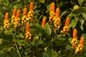 yellow and orange flower plant blossom  of tropical vegetation in southeast asia